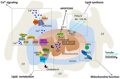 Mitochondria-Associated Endoplasmic Reticulum Membranes in Breast Cancer